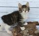 Kurilean Bobtail KorZhik's Walker Bulldog