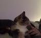 Huskat Astrid