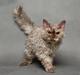 Selkirk Rex Tzari Oreo