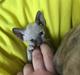Cornish Rex DK*Pixiepaws Monty Green