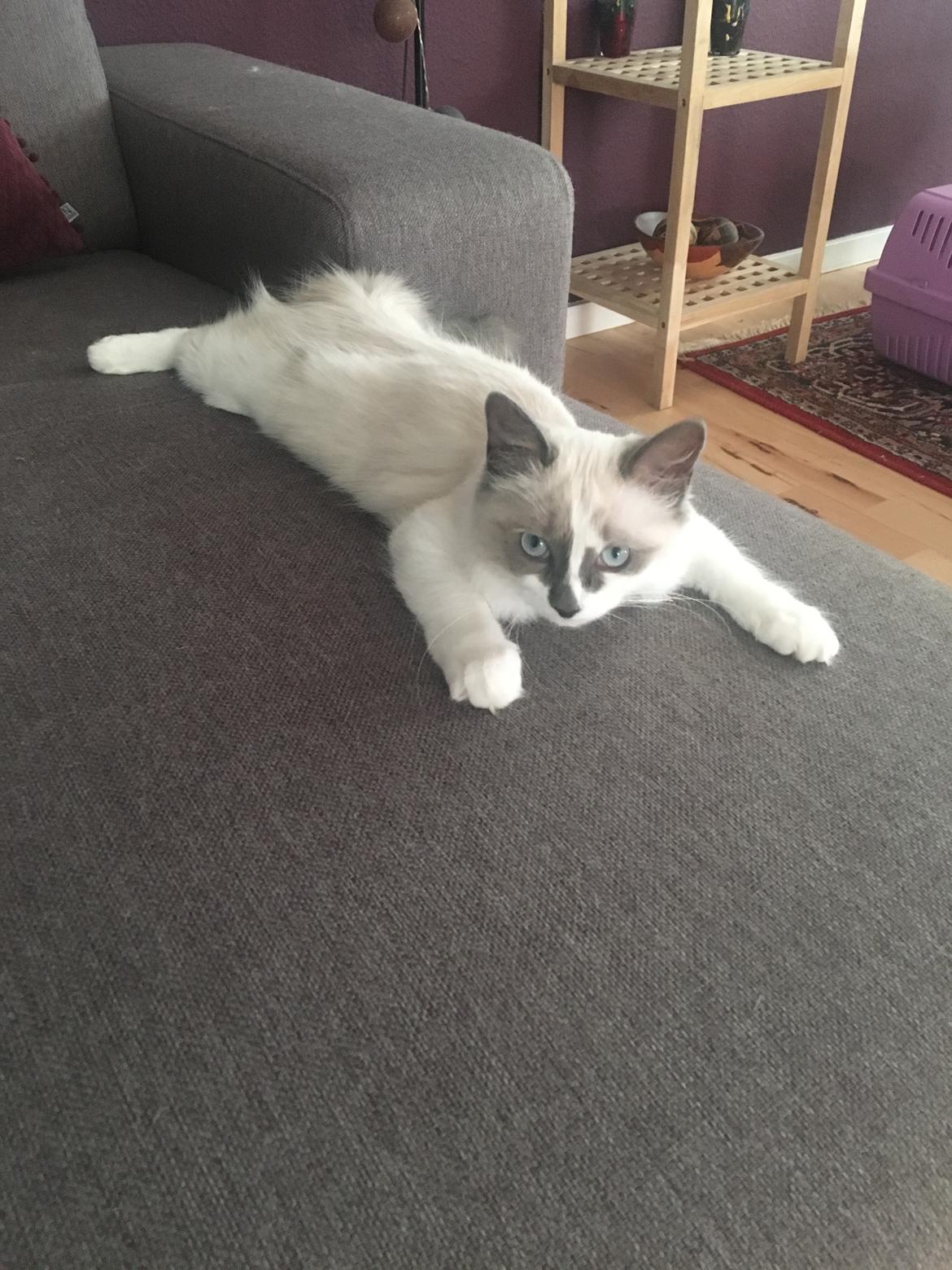 Ragdoll La Luna billede 2