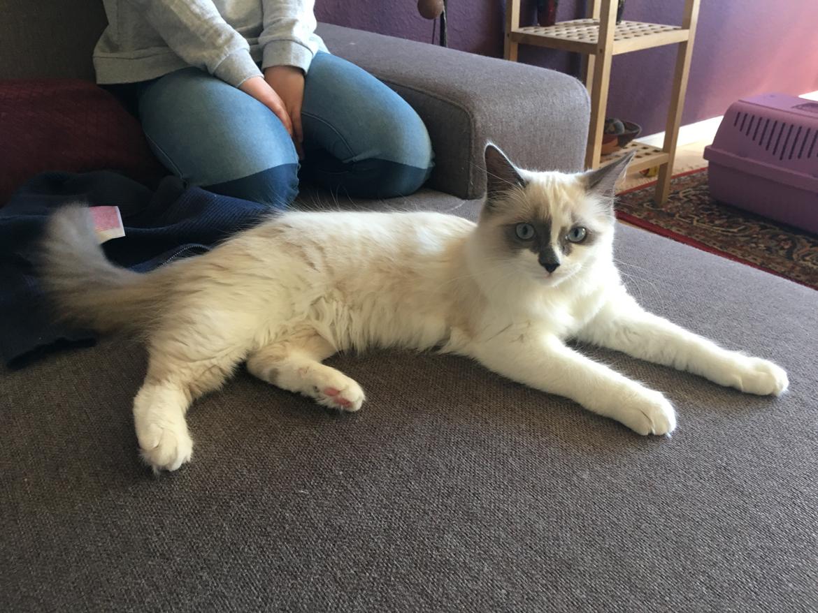 Ragdoll La Luna billede 1