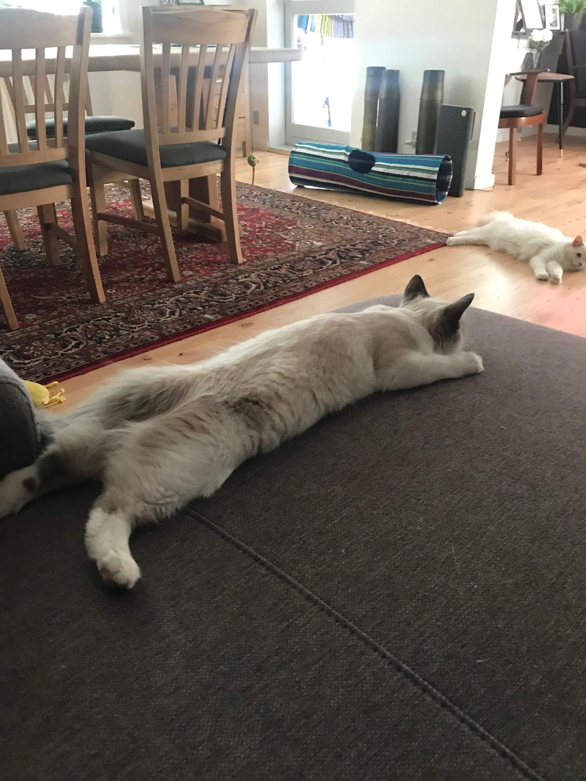 Ragdoll La Luna billede 4