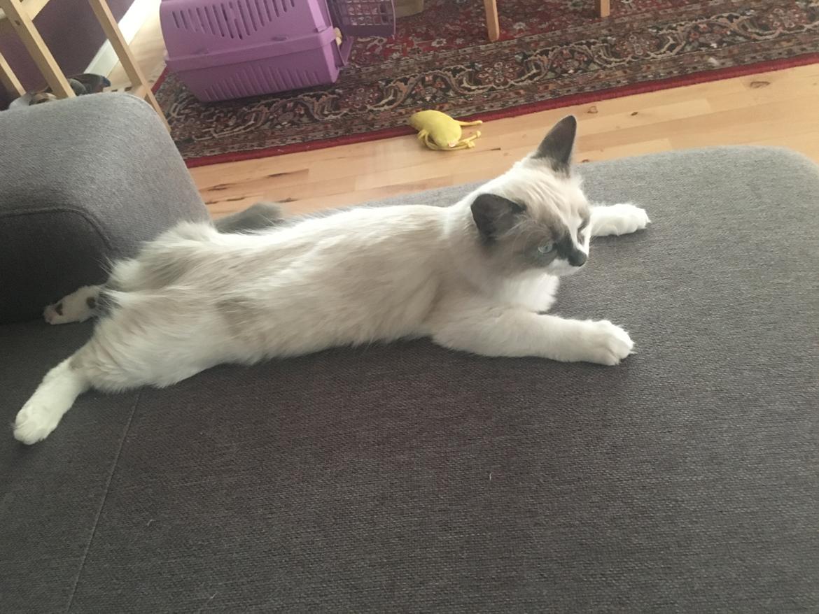 Ragdoll La Luna billede 3