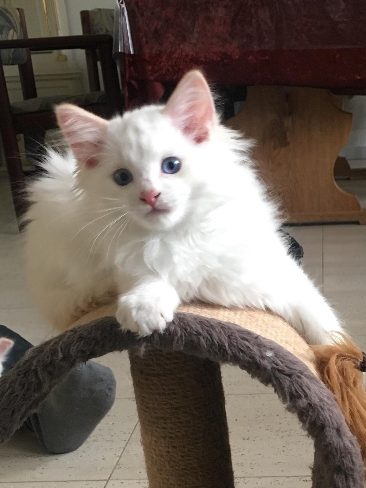 Ragdoll DK CatchingLove's Unik Arn (Pelle) billede 1