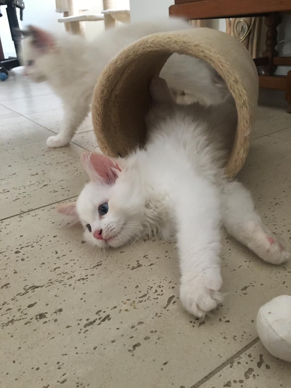 Ragdoll DK CatchingLove's Unik Arn (Pelle) billede 2