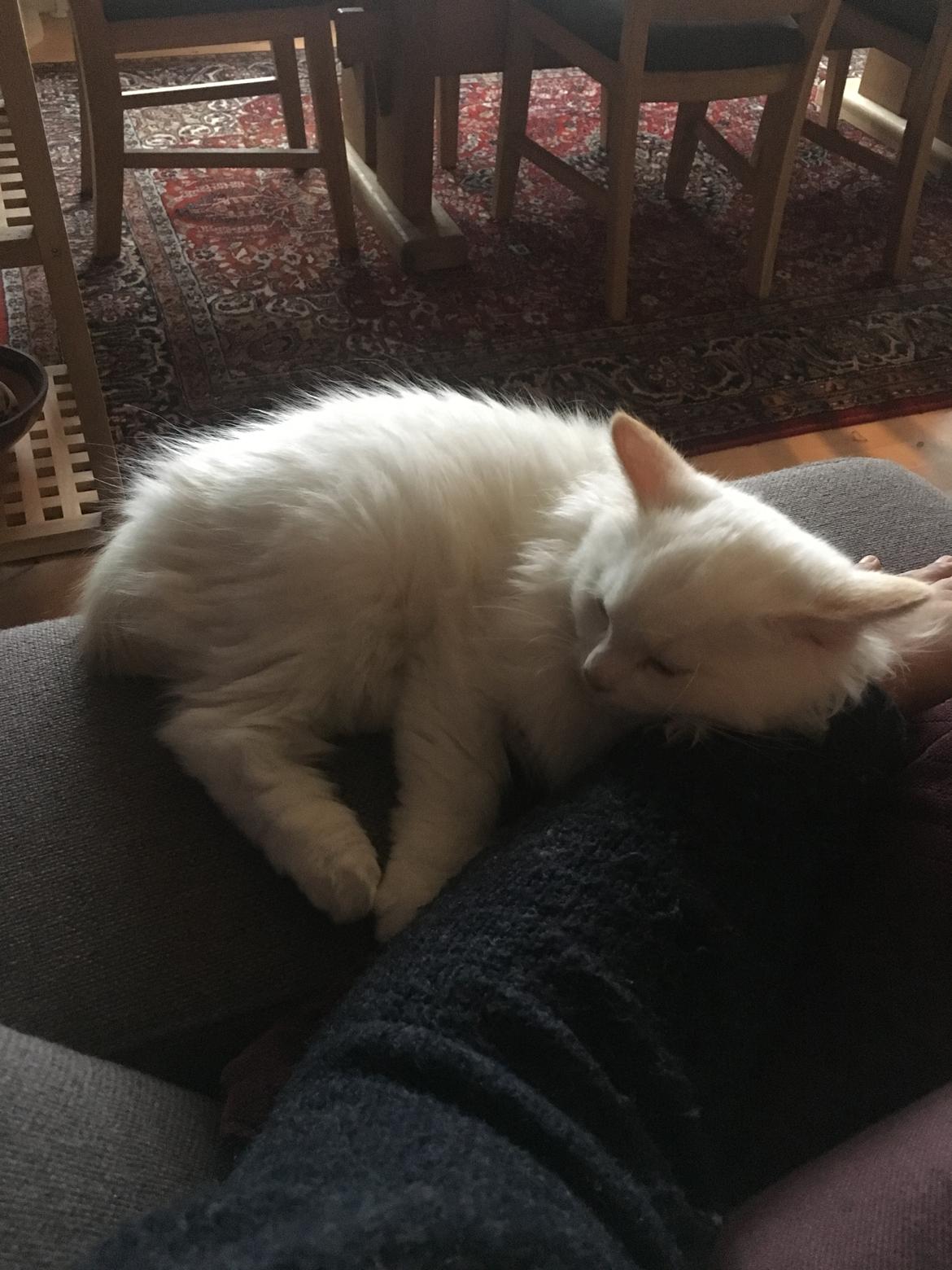 Ragdoll DK CatchingLove's Unik Arn (Pelle) billede 3