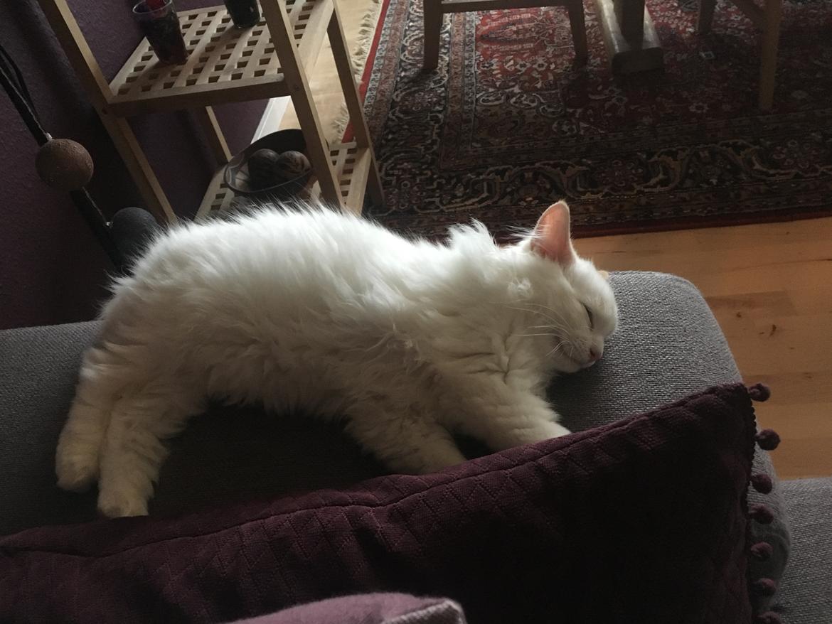 Ragdoll DK CatchingLove's Unik Arn (Pelle) billede 4