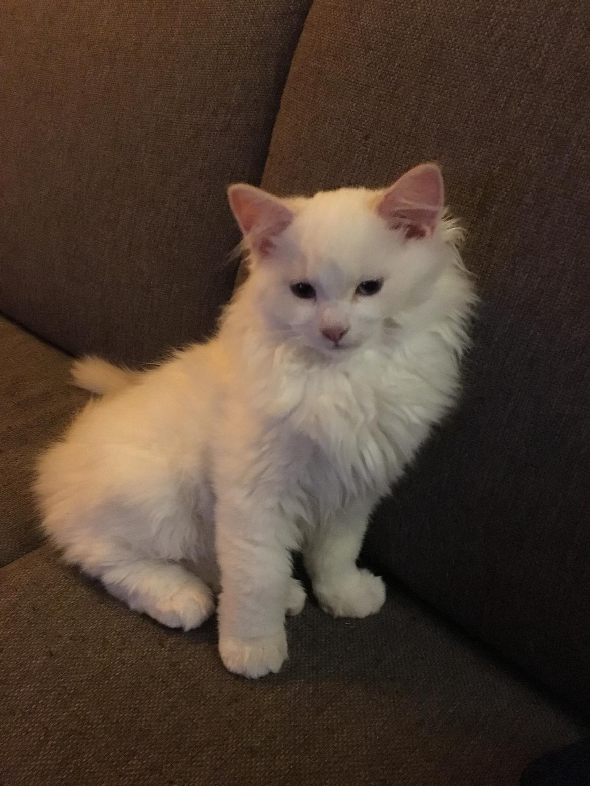 Ragdoll DK CatchingLove's Unik Arn (Pelle) billede 5