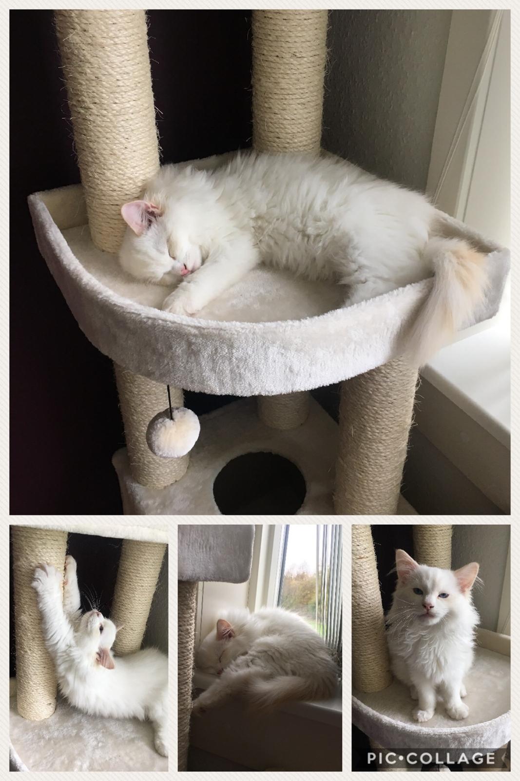 Ragdoll DK CatchingLove's Unik Arn (Pelle) billede 7