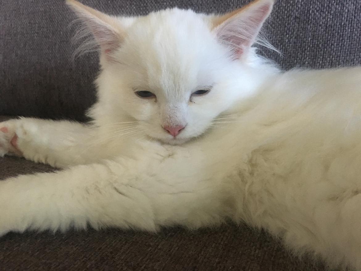 Ragdoll DK CatchingLove's Unik Arn (Pelle) billede 6