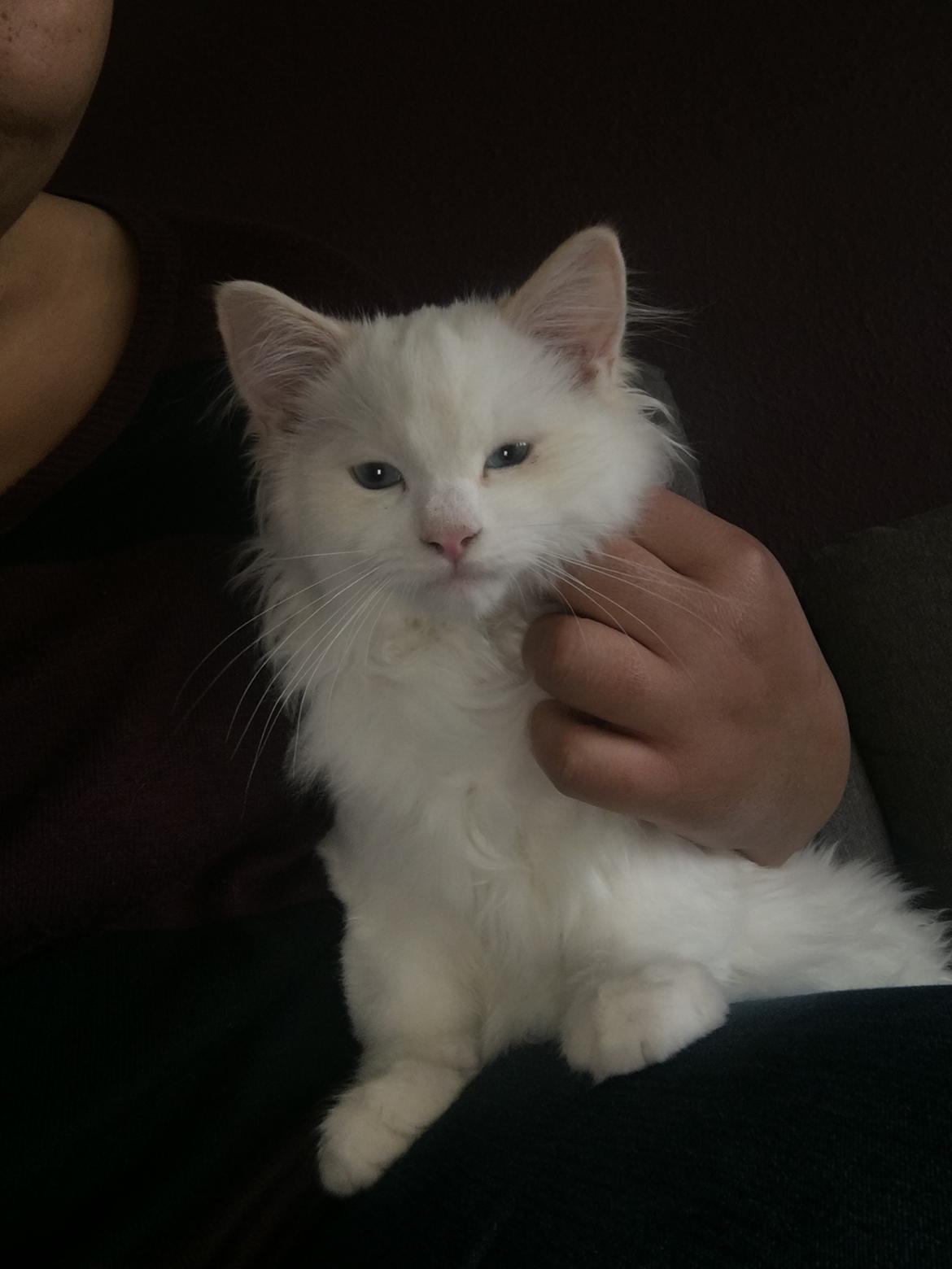 Ragdoll DK CatchingLove's Unik Arn (Pelle) billede 8