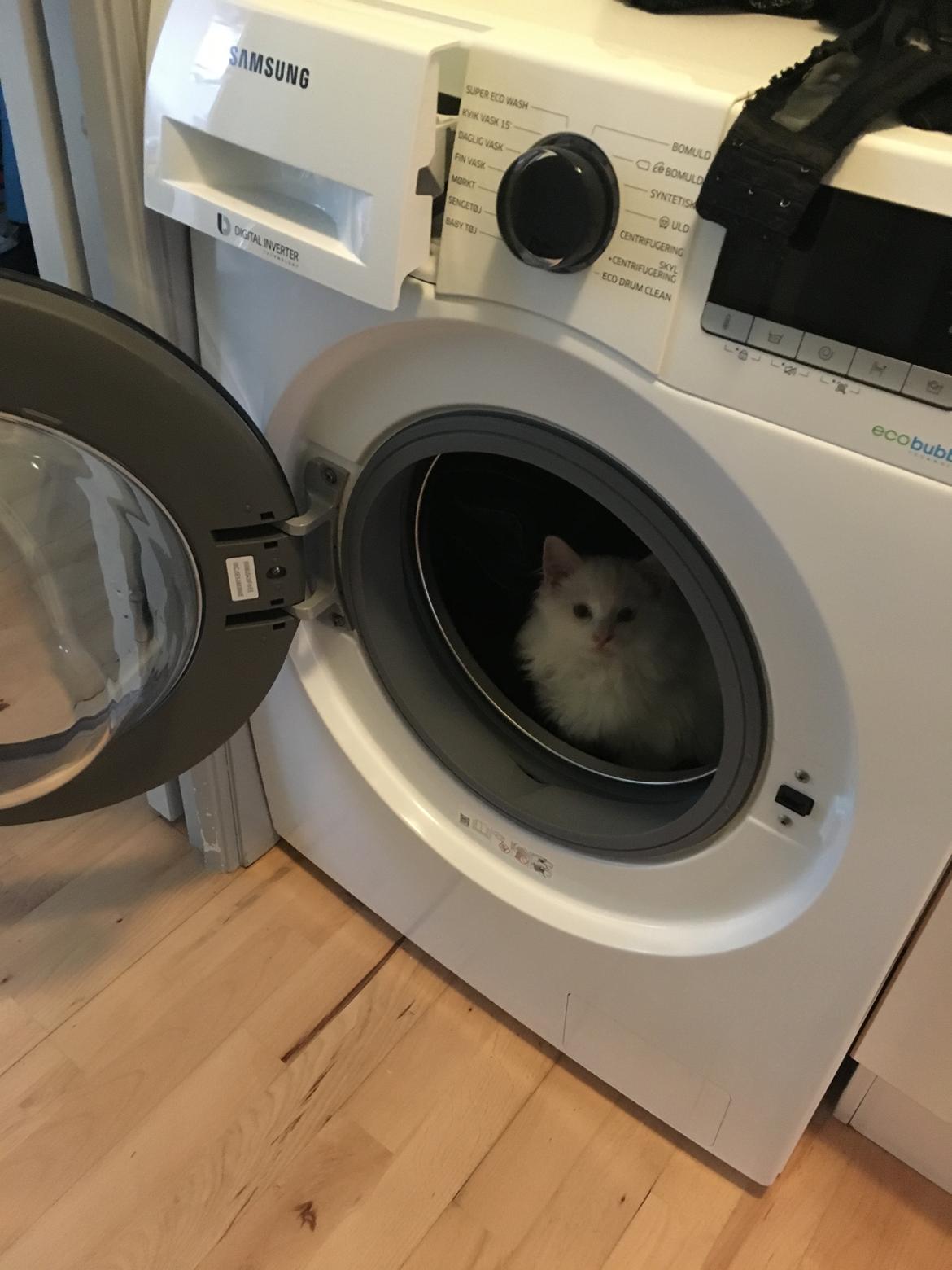 Ragdoll DK CatchingLove's Unik Arn (Pelle) billede 9