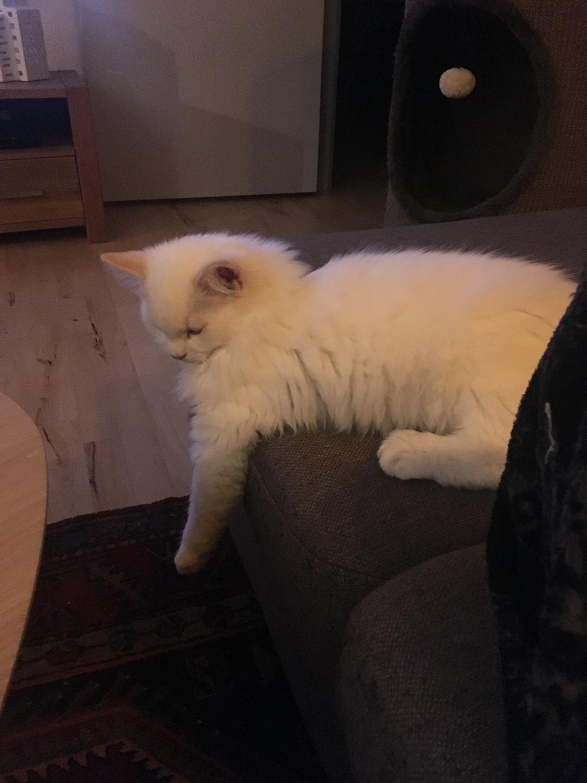 Ragdoll DK CatchingLove's Unik Arn (Pelle) billede 10