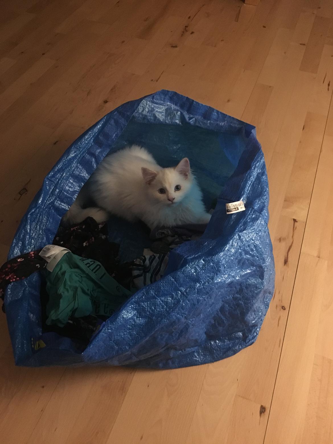 Ragdoll DK CatchingLove's Unik Arn (Pelle) billede 11