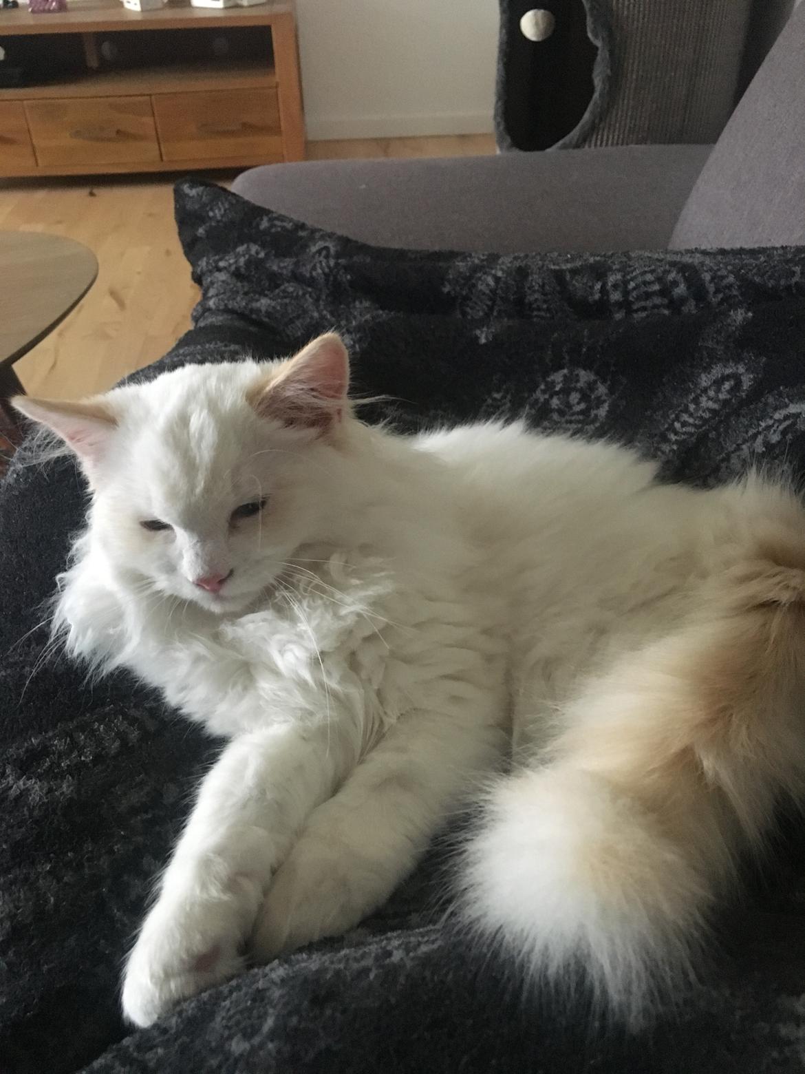 Ragdoll DK CatchingLove's Unik Arn (Pelle) billede 12