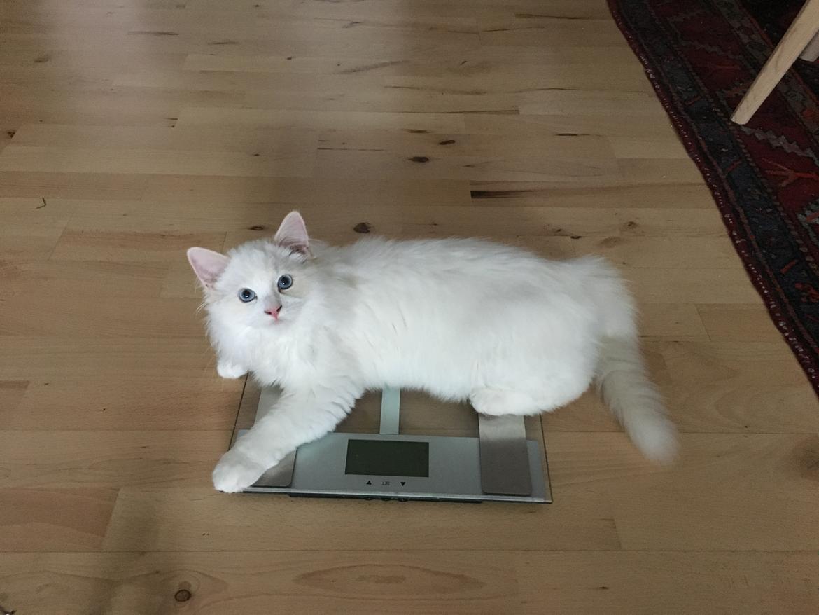 Ragdoll DK CatchingLove's Unik Arn (Pelle) billede 13