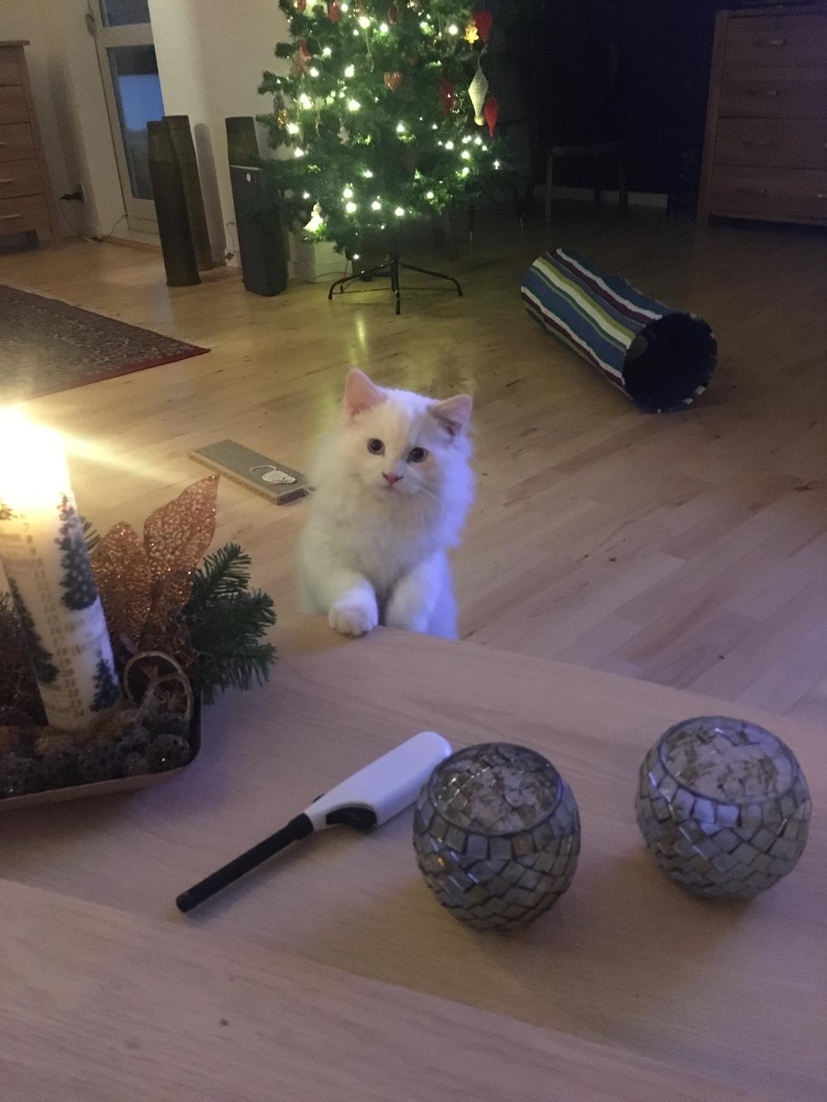 Ragdoll DK CatchingLove's Unik Arn (Pelle) billede 14