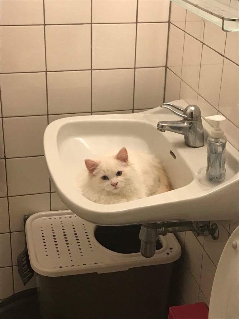 Ragdoll DK CatchingLove's Unik Arn (Pelle) billede 16