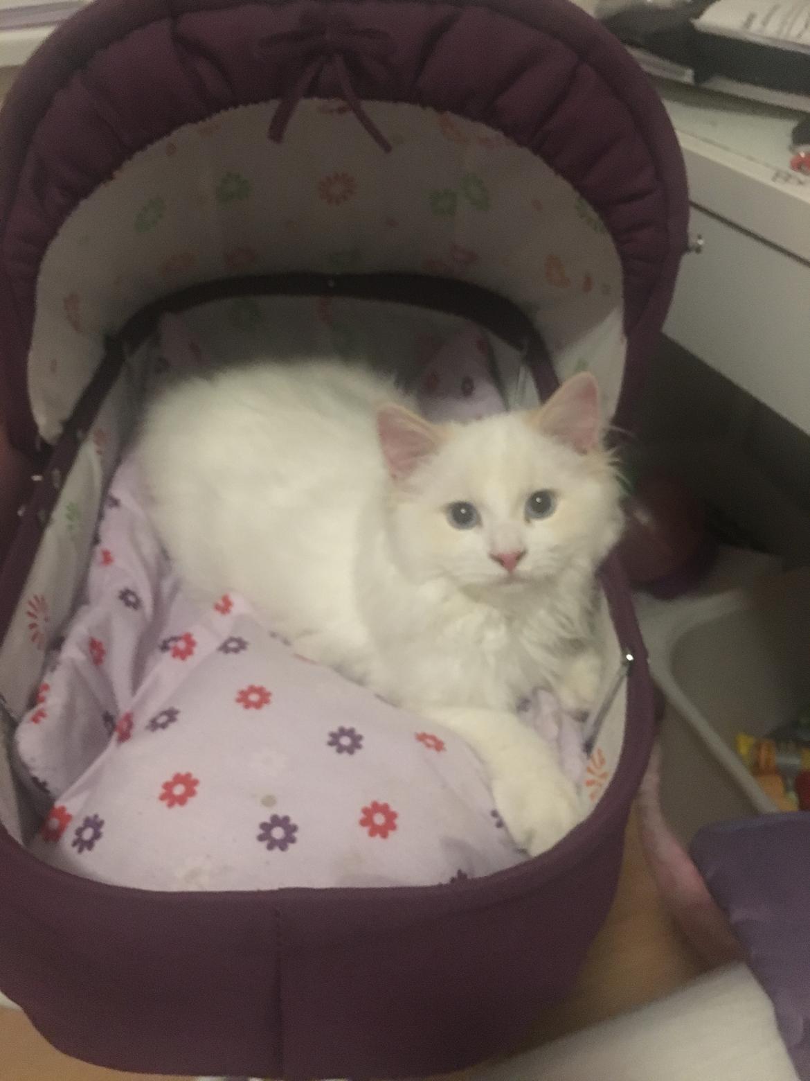 Ragdoll DK CatchingLove's Unik Arn (Pelle) billede 15