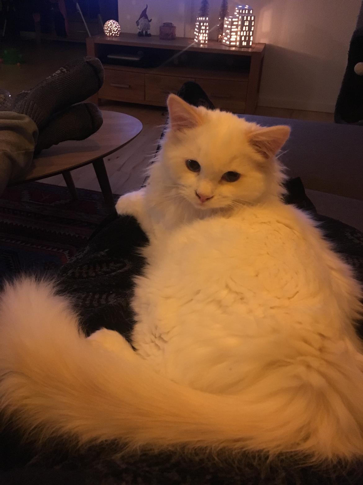 Ragdoll DK CatchingLove's Unik Arn (Pelle) billede 18