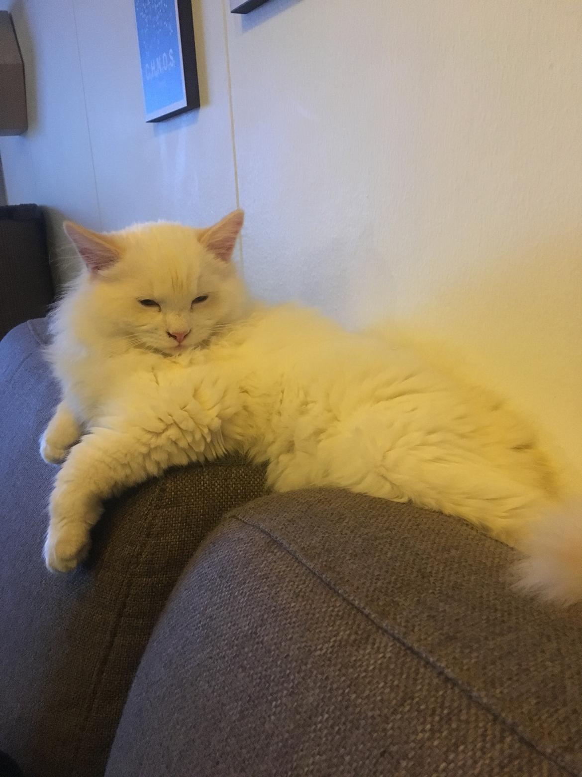 Ragdoll DK CatchingLove's Unik Arn (Pelle) billede 19