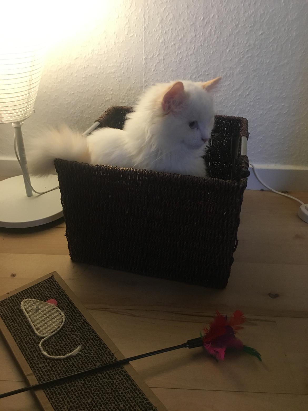 Ragdoll DK CatchingLove's Unik Arn (Pelle) billede 21