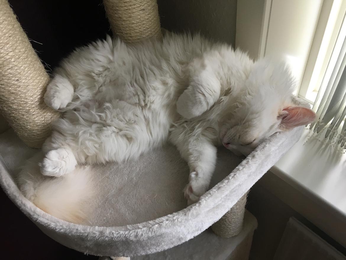 Ragdoll DK CatchingLove's Unik Arn (Pelle) billede 20