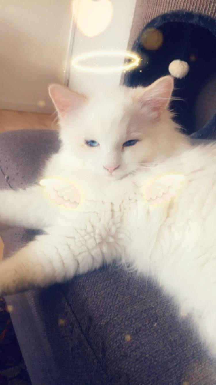 Ragdoll DK CatchingLove's Unik Arn (Pelle) billede 22