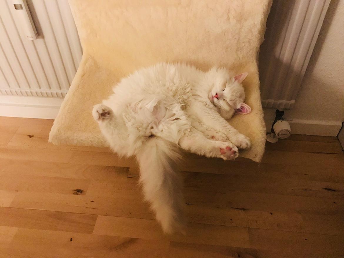 Ragdoll DK CatchingLove's Unik Arn (Pelle) billede 23