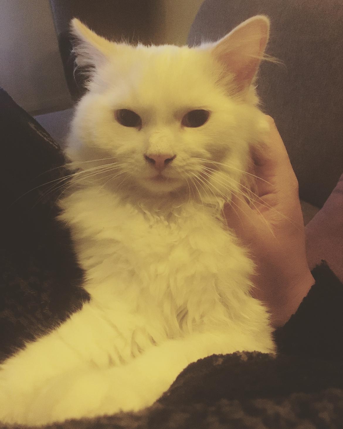 Ragdoll DK CatchingLove's Unik Arn (Pelle) billede 24