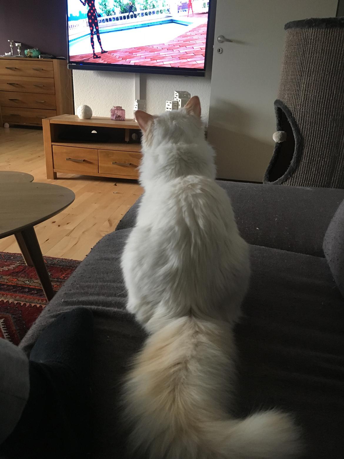 Ragdoll DK CatchingLove's Unik Arn (Pelle) billede 25