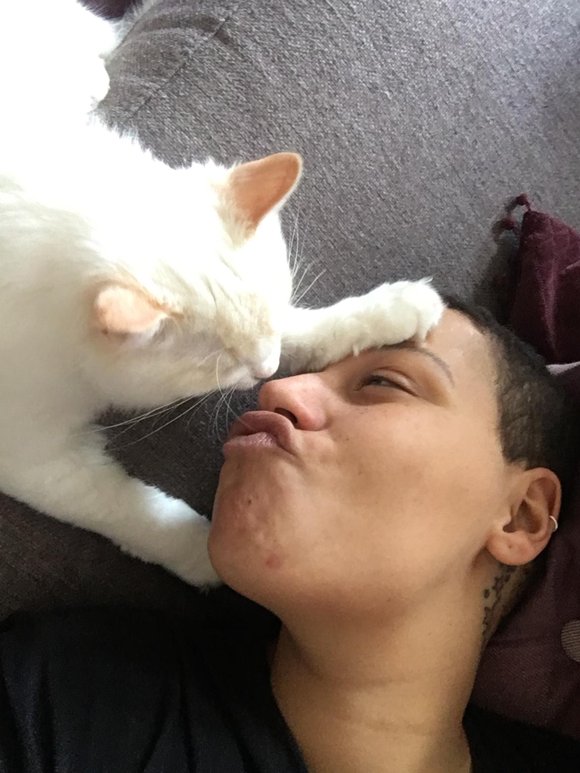 Ragdoll DK CatchingLove's Unik Arn (Pelle) billede 26