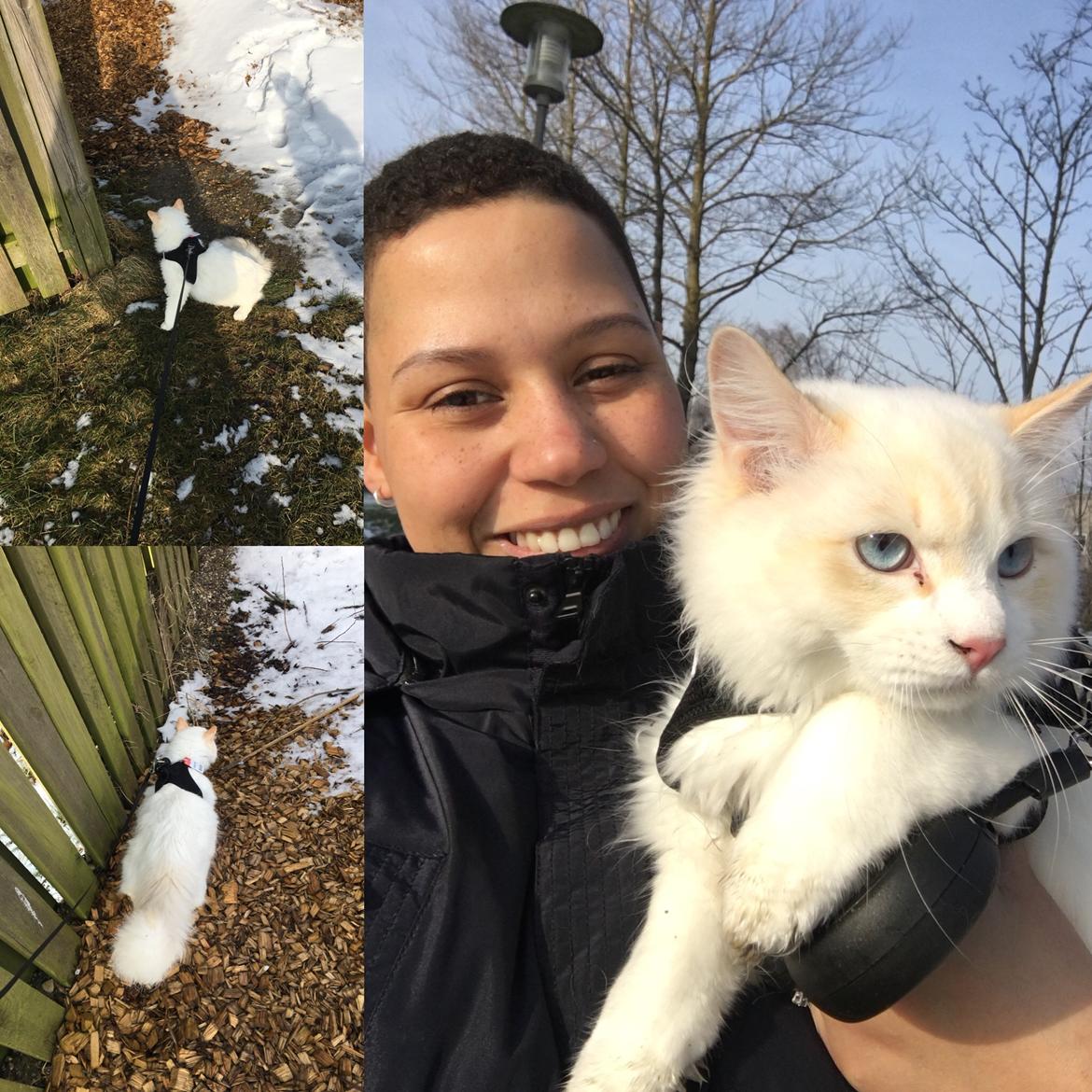 Ragdoll DK CatchingLove's Unik Arn (Pelle) billede 28