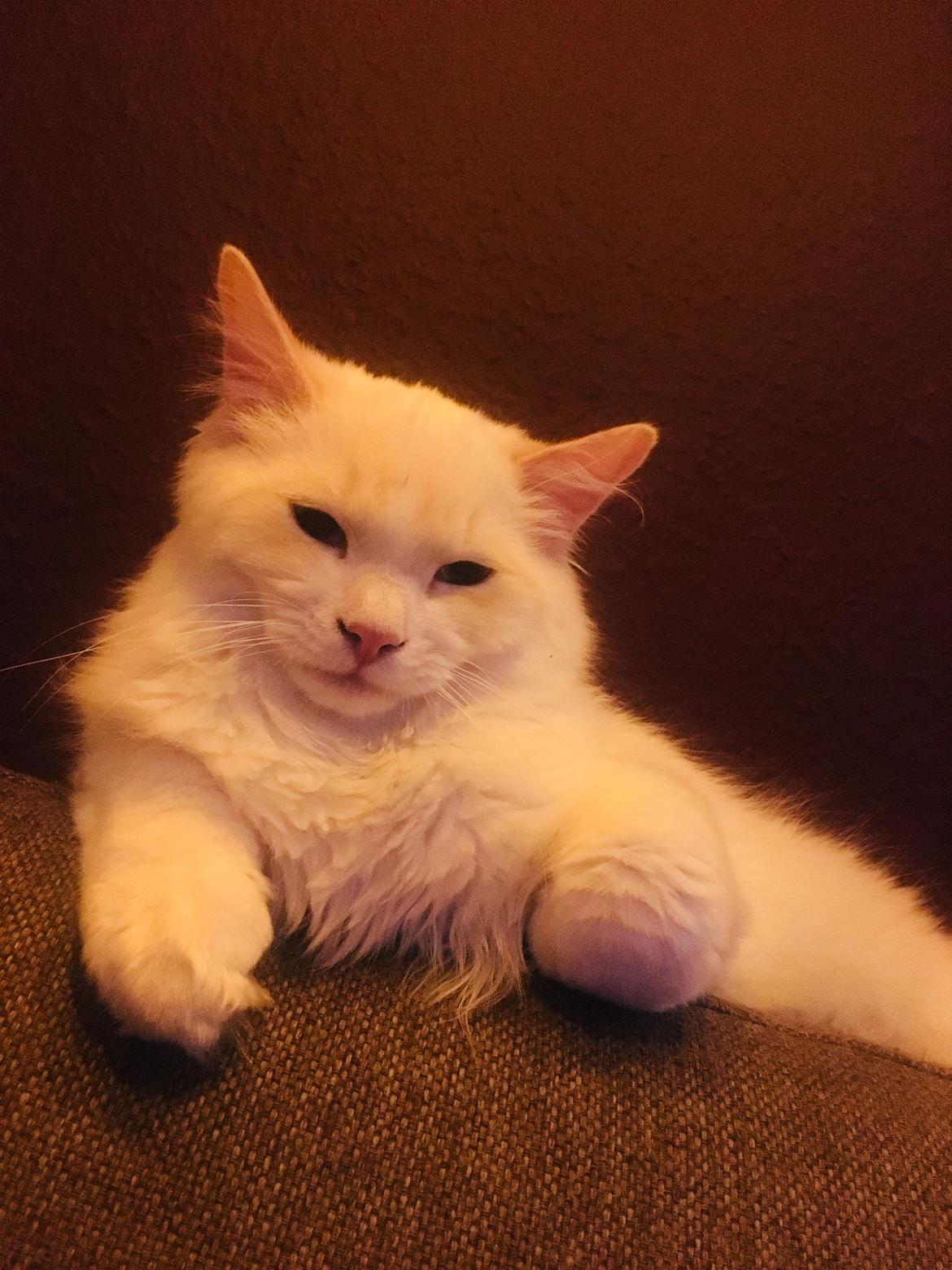 Ragdoll DK CatchingLove's Unik Arn (Pelle) billede 27