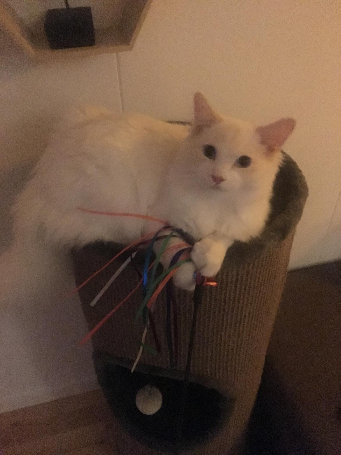 Ragdoll DK CatchingLove's Unik Arn (Pelle) billede 29