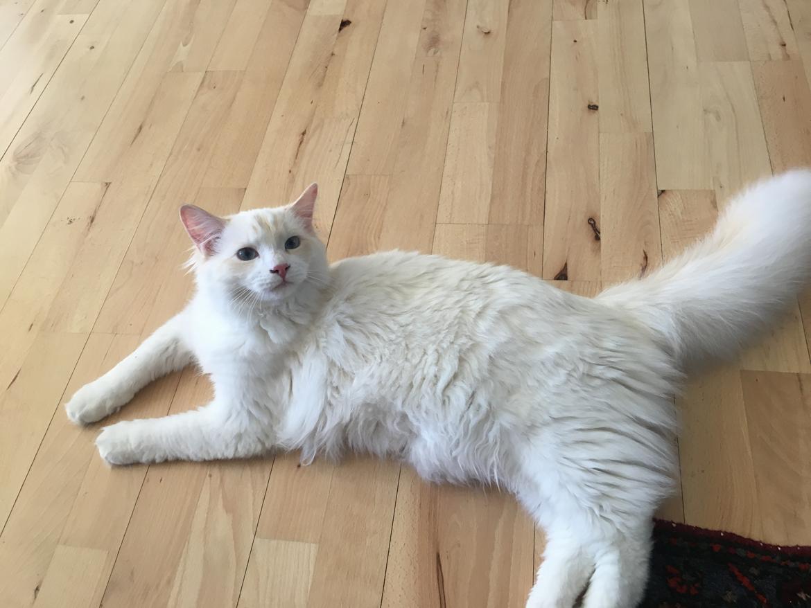 Ragdoll DK CatchingLove's Unik Arn (Pelle) billede 30