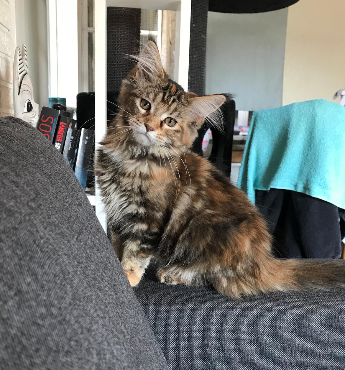 Maine Coon DK Reinberg's DeeDee (Himmelkat) billede 1