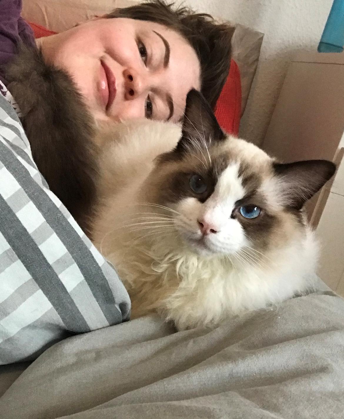 Ragdoll Milo billede 15