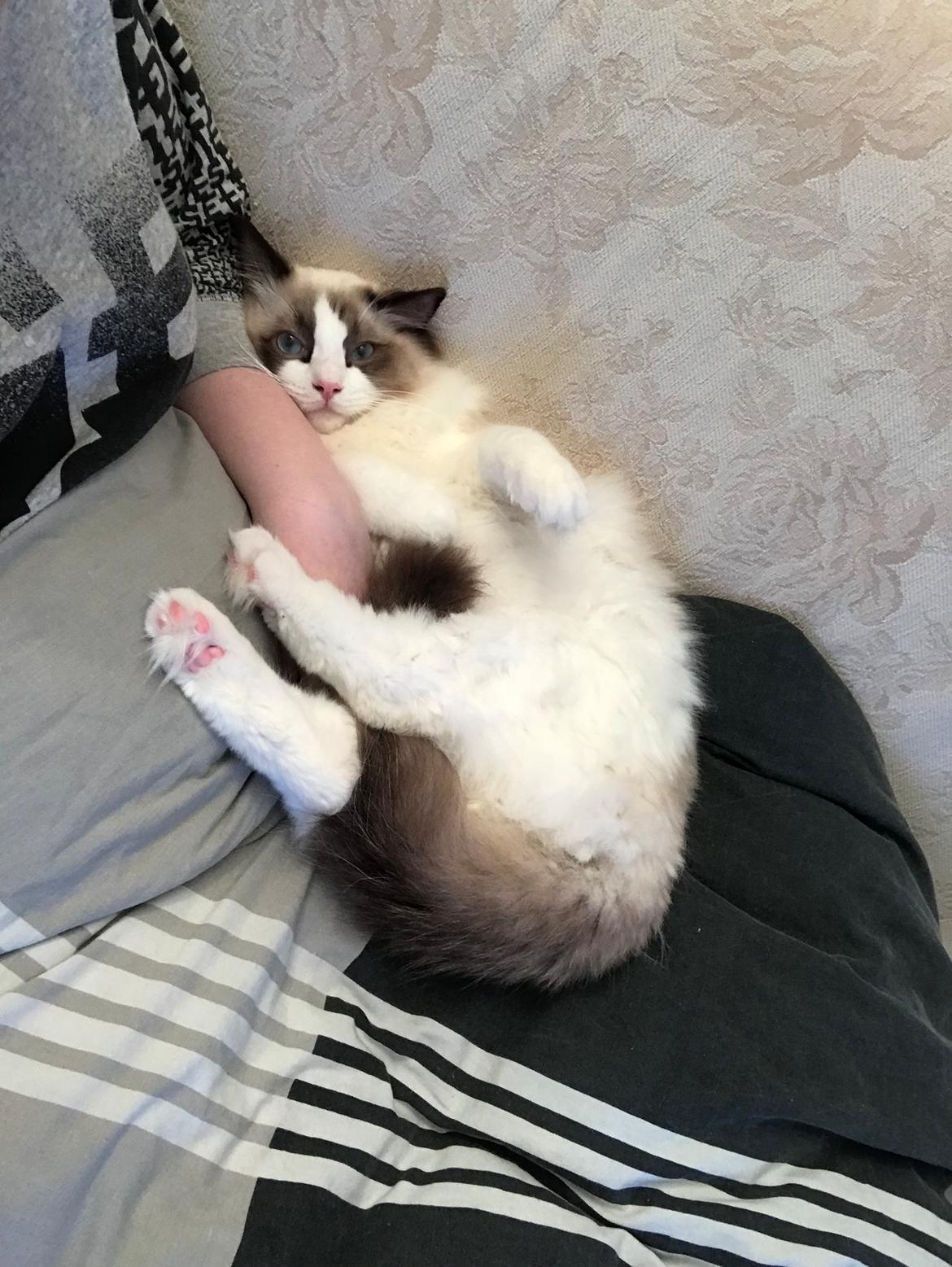 Ragdoll Milo billede 16