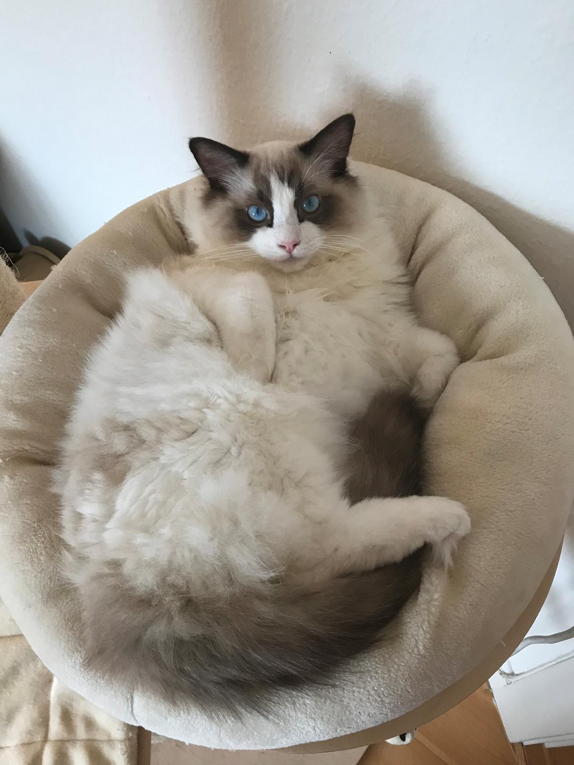 Ragdoll Milo billede 17