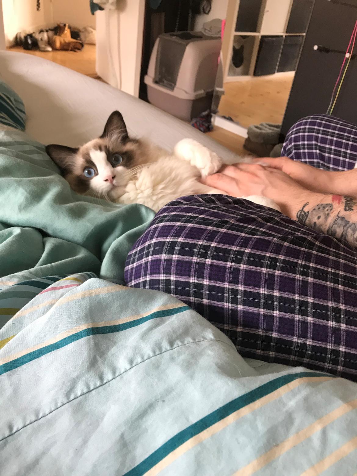 Ragdoll Milo billede 18