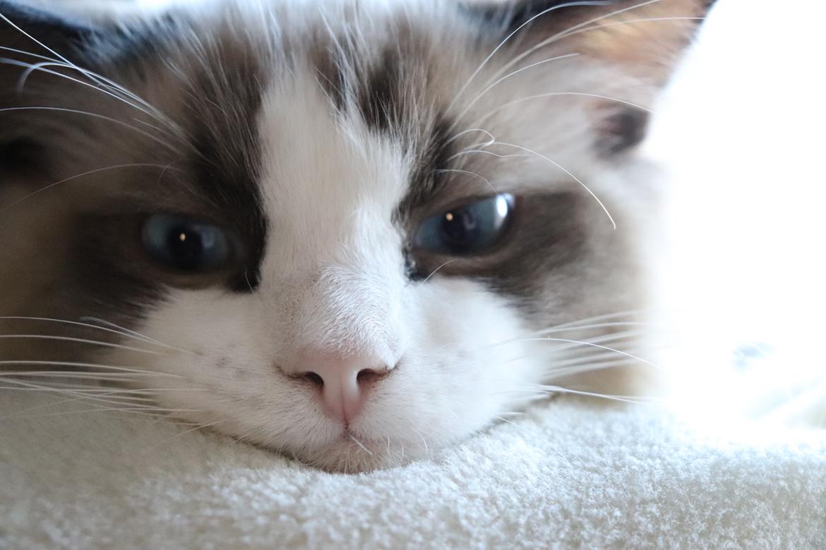 Ragdoll Milo billede 14