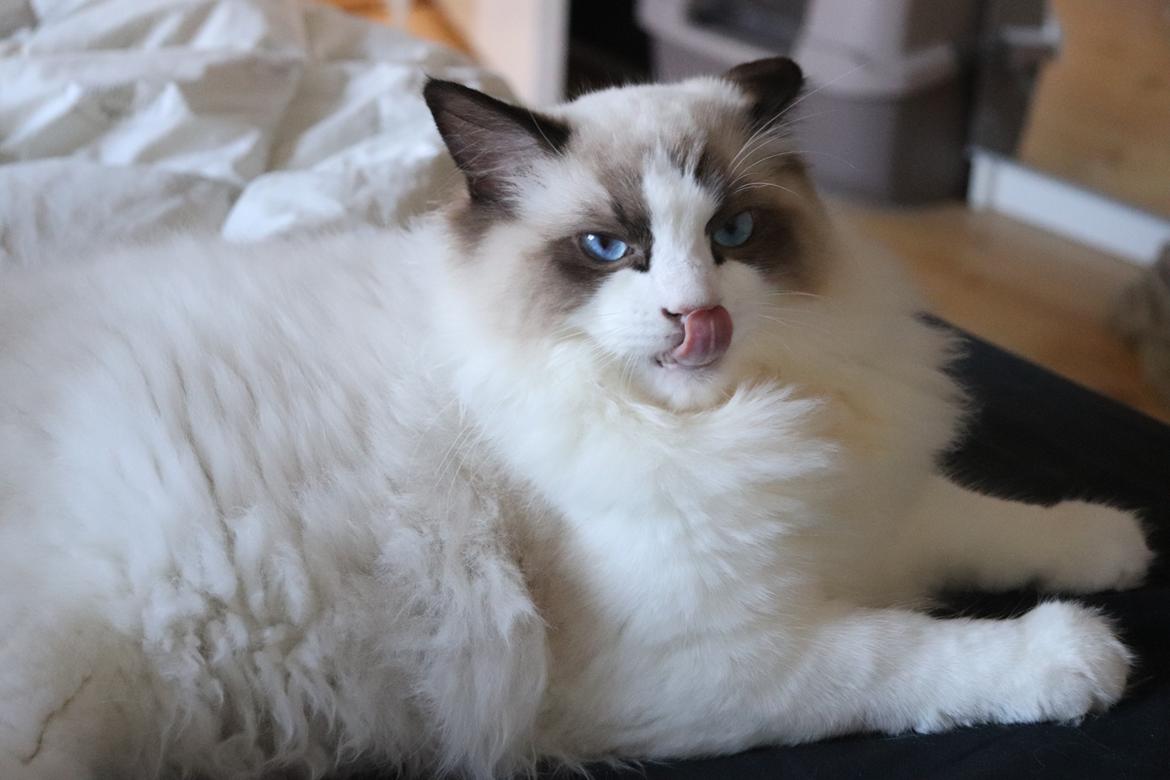 Ragdoll Milo billede 20