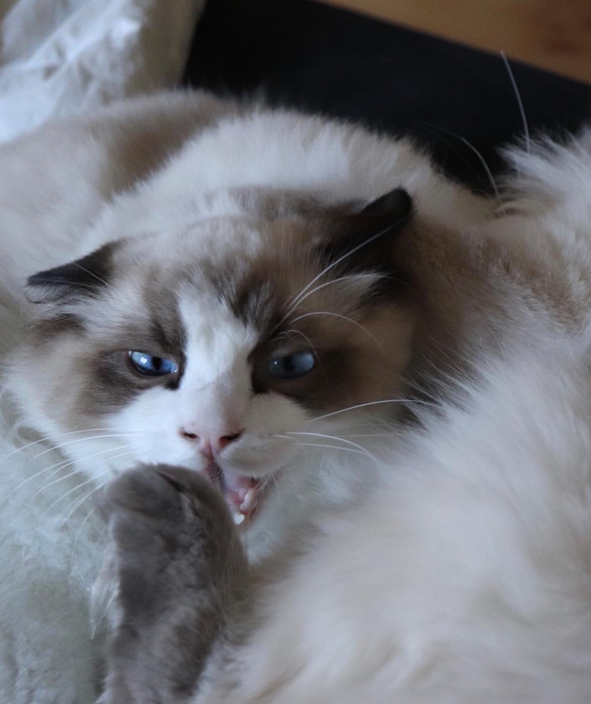 Ragdoll Milo billede 19