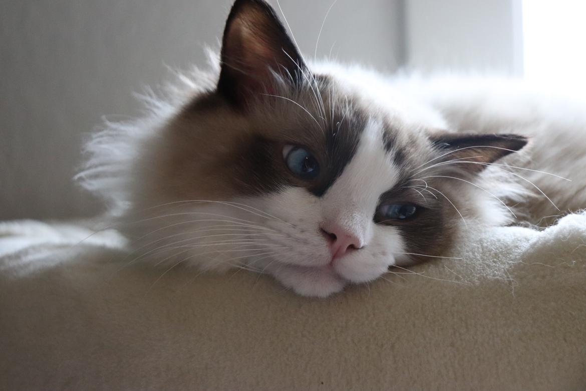 Ragdoll Milo billede 22