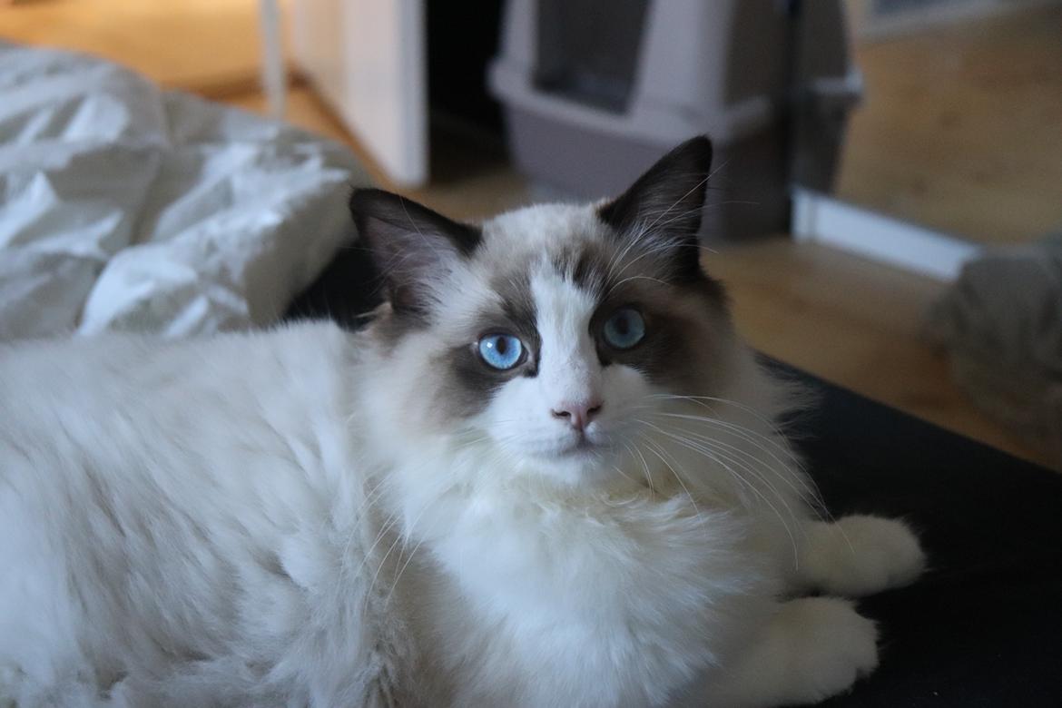 Ragdoll Milo billede 21