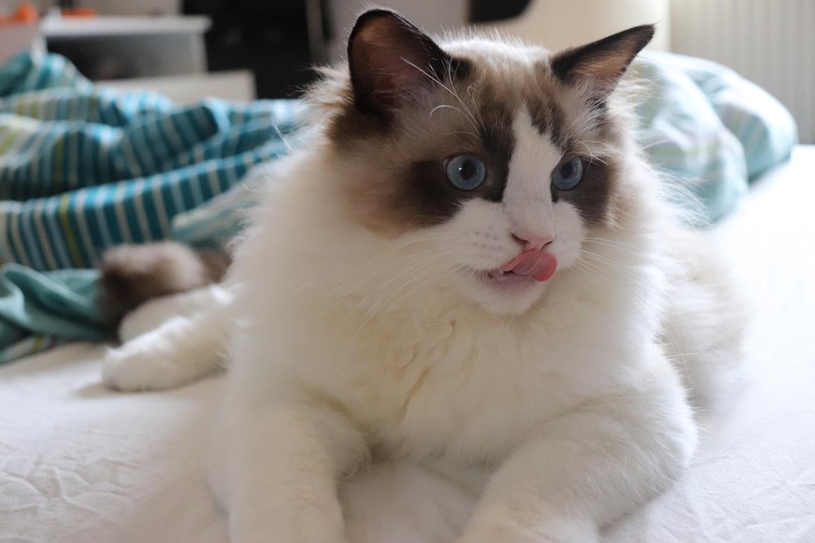 Ragdoll Milo billede 24