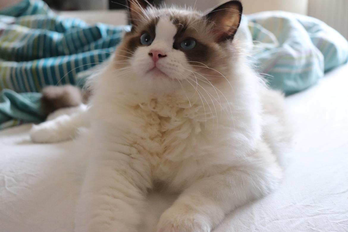 Ragdoll Milo billede 25