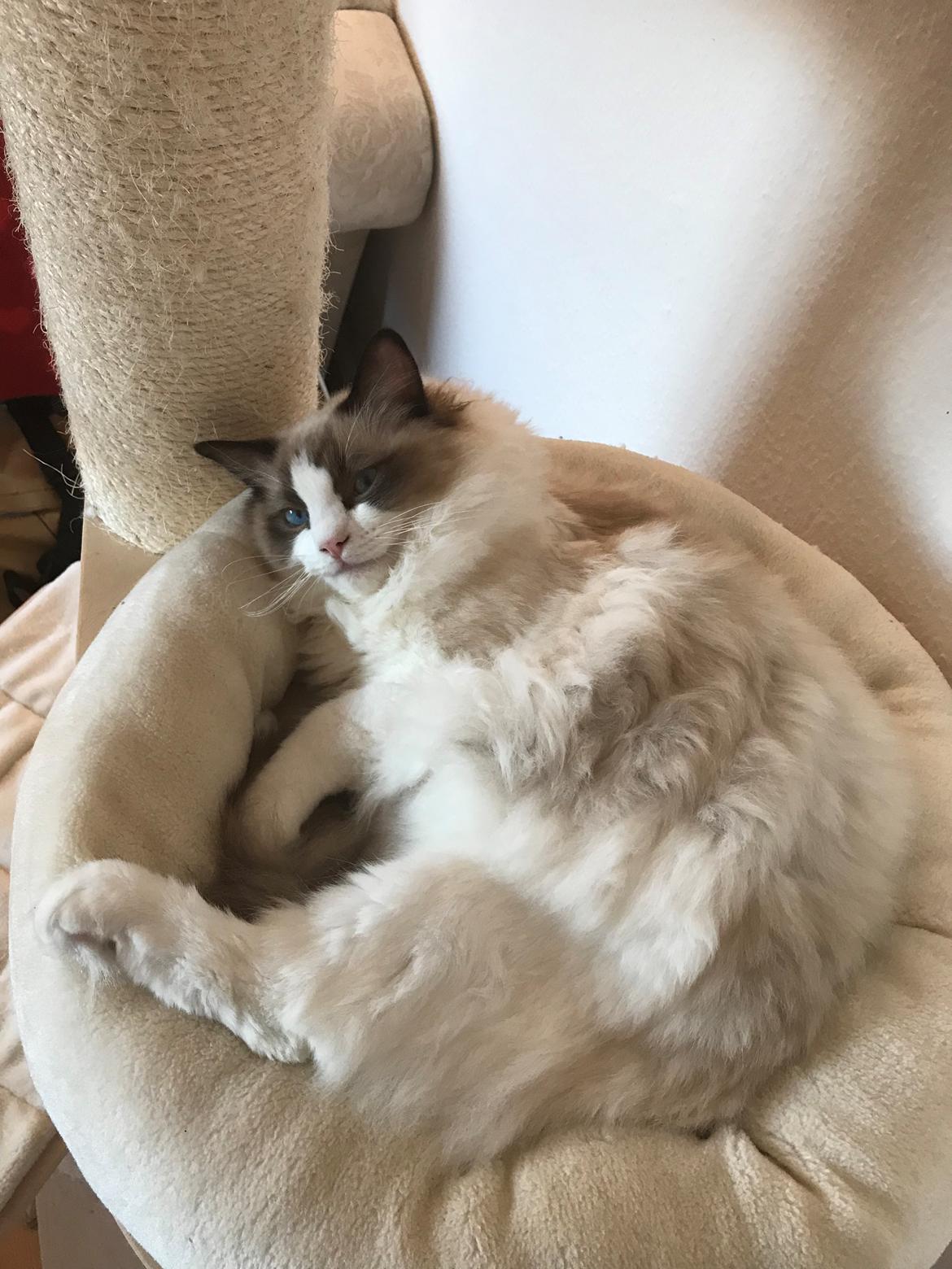 Ragdoll Milo billede 27